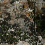 Arenaria hispida Habitatea