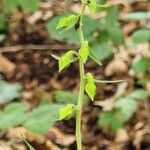 Epipactis muelleri Flower