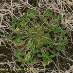 Trifolium suffocatum Libunga