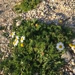 Tripleurospermum maritimum Habitus