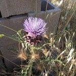 Cynara humilis Cvet