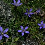 Cyananthus incanus Vekstform