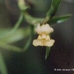 Dendrobium austrocaledonicum Цвят