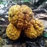 Myrianthus arboreus Fruit