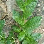 Verbascum blattaria ഇല
