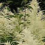 Aruncus dioicusFlors