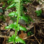 Polystichum braunii Foglia