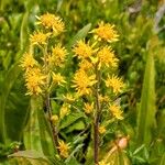 Solidago virgaureaКветка