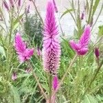 Celosia argentea Flor