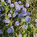 Ceanothus thyrsiflorusBlomma