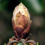 Rhododendron campanulatum Outro