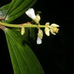 Conostegia lasiopoda फूल