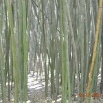 Phyllostachys bambusoides 葉