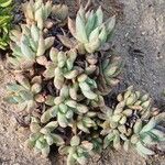 Pachyphytum hookeri List
