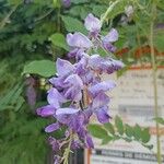 Wisteria sinensis Flower