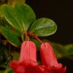 Rhododendron pauciflorum Blüte
