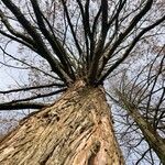 Metasequoia glyptostroboides Habitus