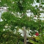 Cassia abbreviata عادت داشتن