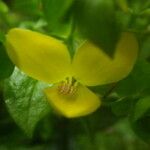 Ixanthus viscosus Flor