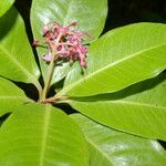 Parathesis glabra Flower