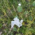 Argemone albiflora Fruit