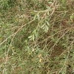 Leptospermum laevigatum Libunga