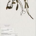 Bulbophyllum vulcanorum Otro