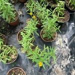 Tagetes lucida Hostoa