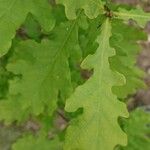 Quercus robur Φύλλο