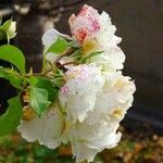 Rosa abietina Fulla
