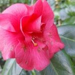 Camellia saluenensis Flor