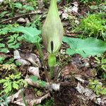 Arum italicum x Arum maculatum Hábito