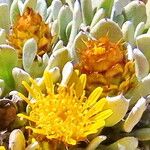 Eremothamnus marlothianus Flower