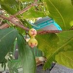 Syzygium samarangense 果實