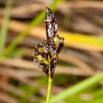 Carex montana Fruitua