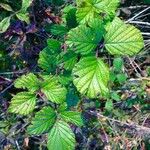 Rubus elegantispinosus Folio