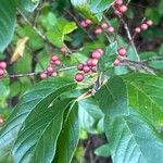 Frangula caroliniana Fruit