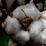 Gossypium hirsutum Fruit