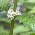 Lycopus europaeus Flower