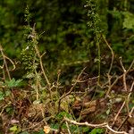 Clinopodium menthifolium Květ