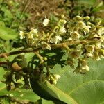 Maesa lanceolata Flower