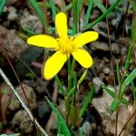 Pectis filipes Flor