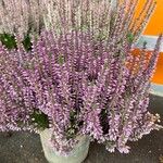 Calluna vulgaris অভ্যাস