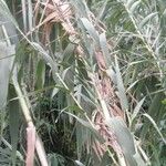 Arundo donax Habit