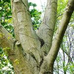 Quercus pubescens Écorce