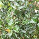 Abelia x grandiflora Leaf