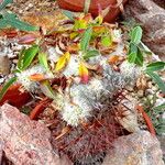 Pachypodium brevicaule Leaf