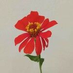 Zinnia peruviana Květ