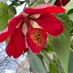 Abutilon spp. Flower