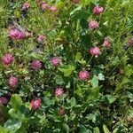 Trifolium hybridumFlor